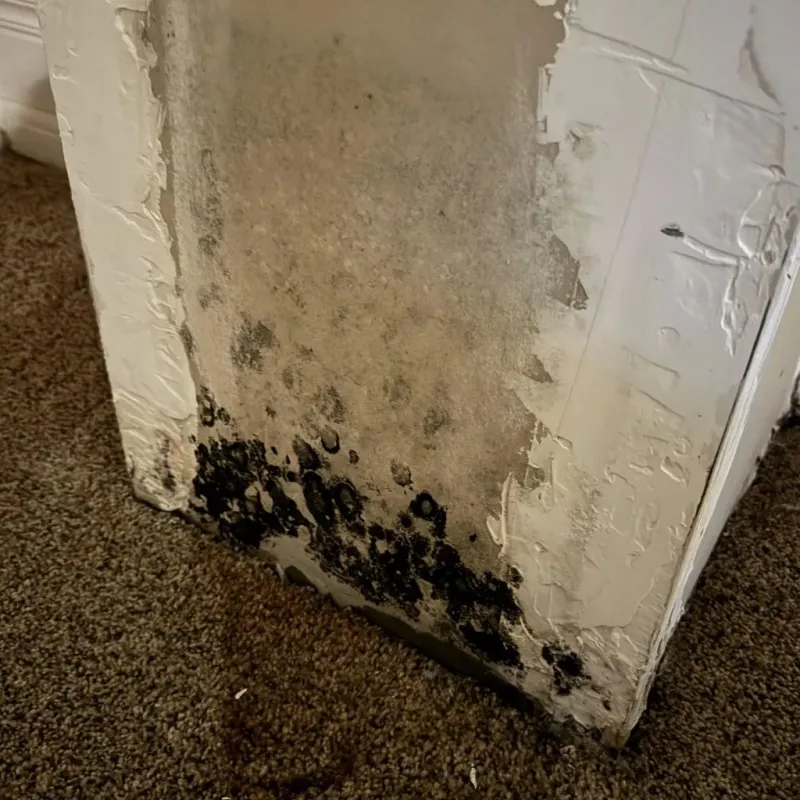 Professional Mold Removal in Newton County, IN